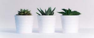 Pot Plants for Fresh Air